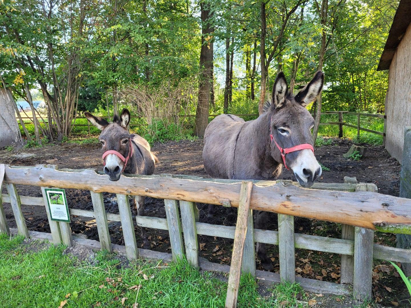 Wycieczka do Mini ZOO w Zaczarniu
