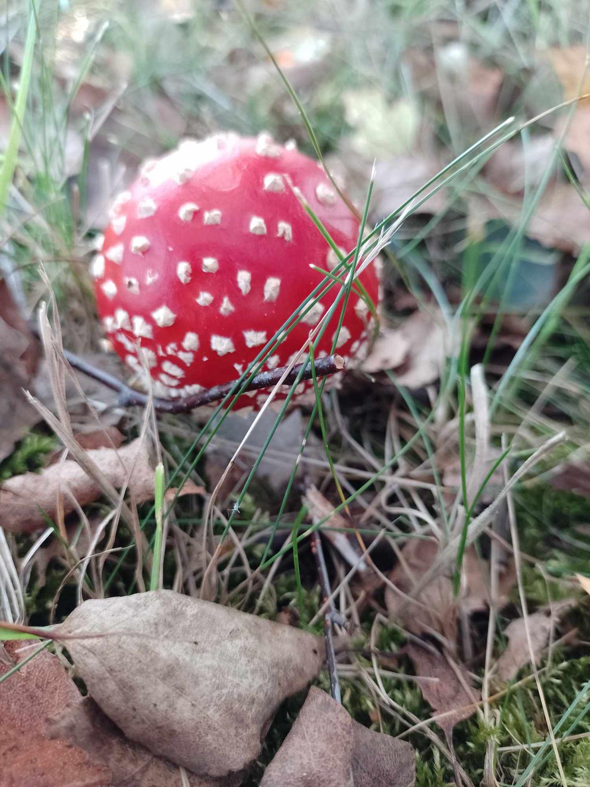 W poszukiwaniu Jesieni!