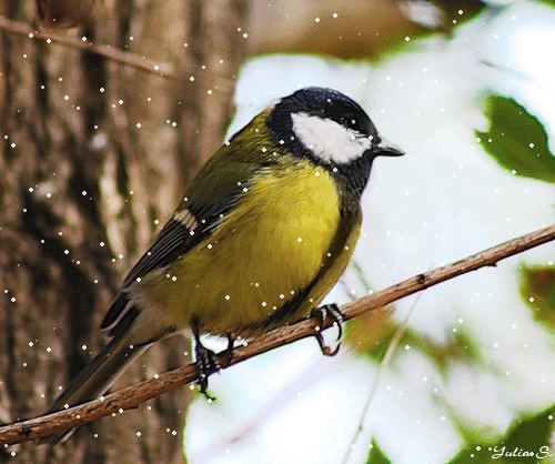 Pomagamy ptakom