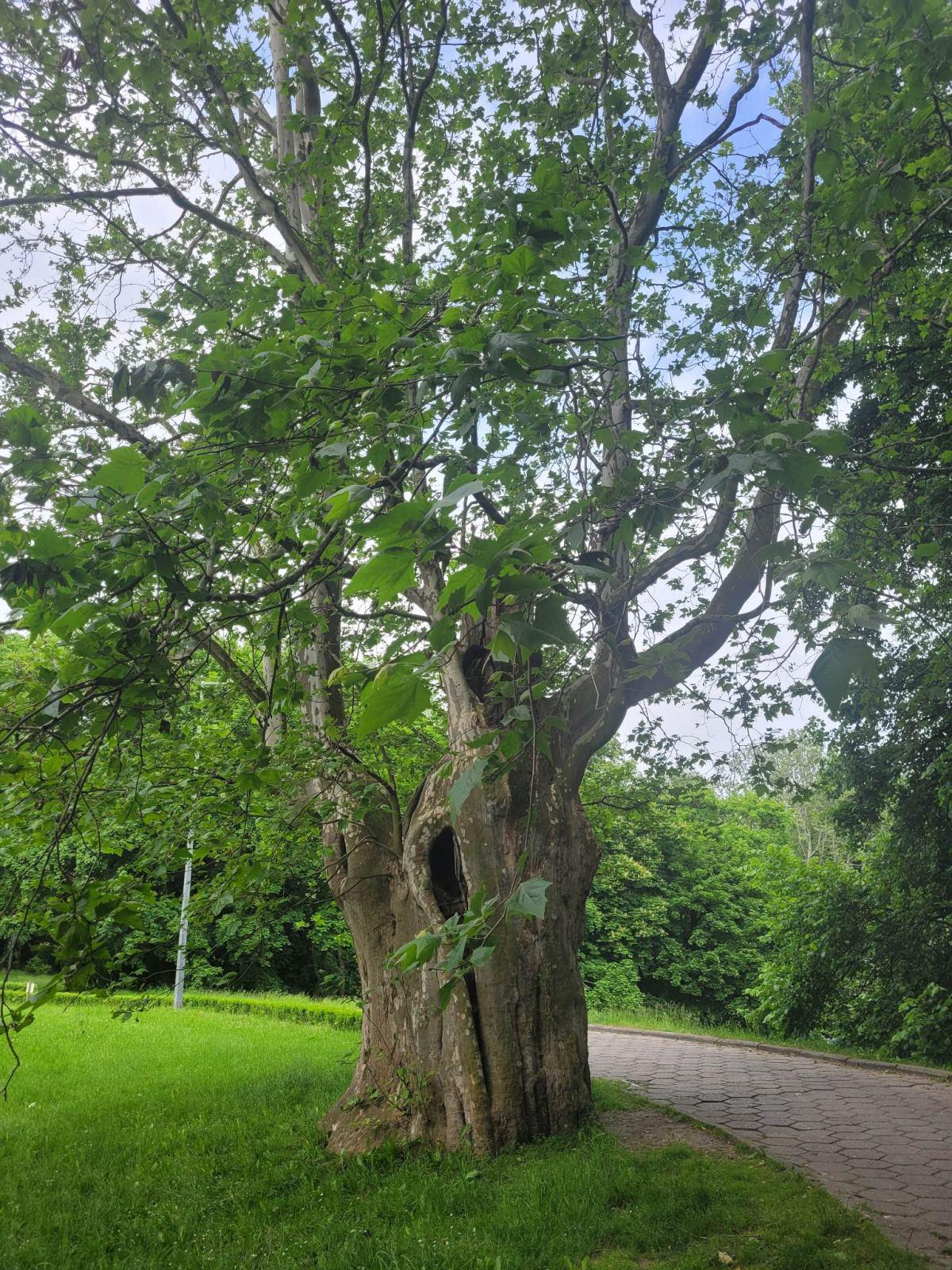 Zajęcia plenerowe w Parku Sanguszków