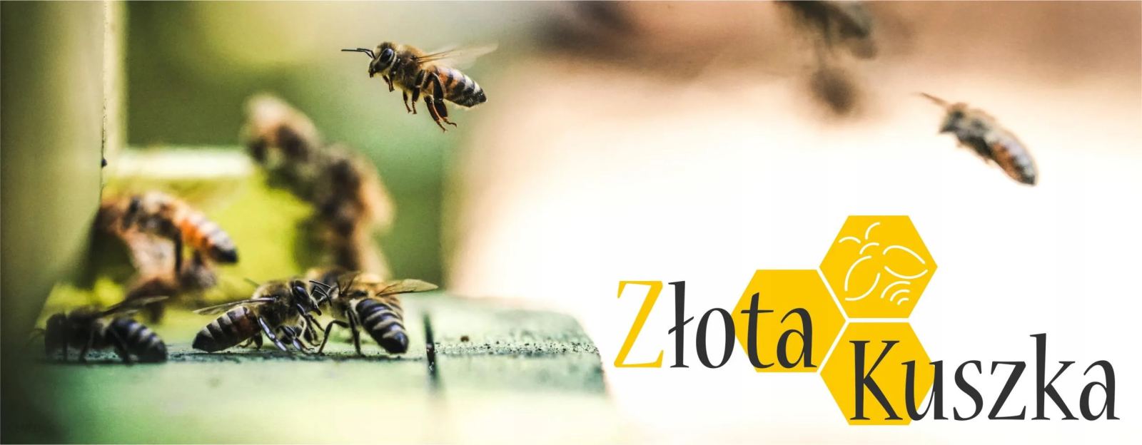 Spotkanie z Panem  Piotrem Łosińskim, właścicielem pasieki Złota Kuszka